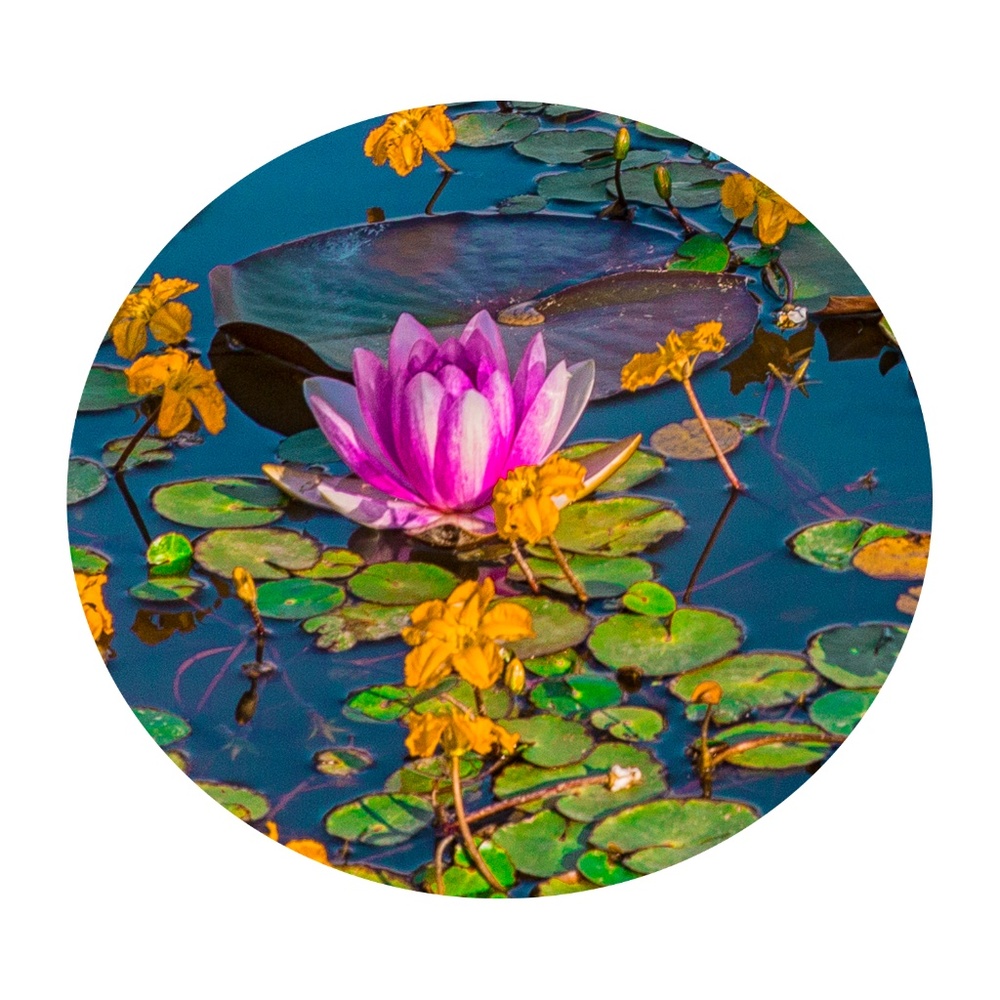 Meet your Posher, SE HA